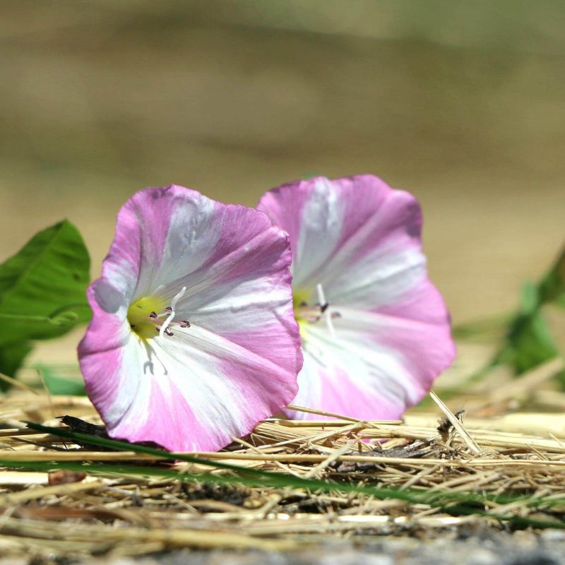 Field Bindweed Control: Quinclorac vs Picloram 13 Field Bindweed