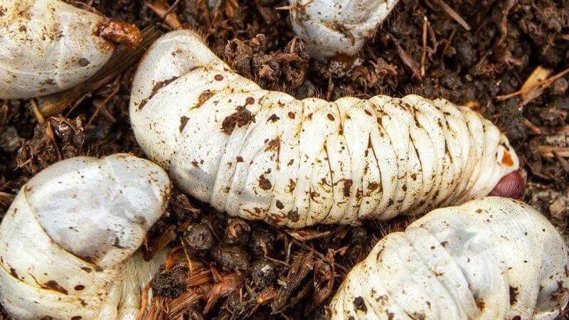 Does Bifenthrin Kill Grubs?