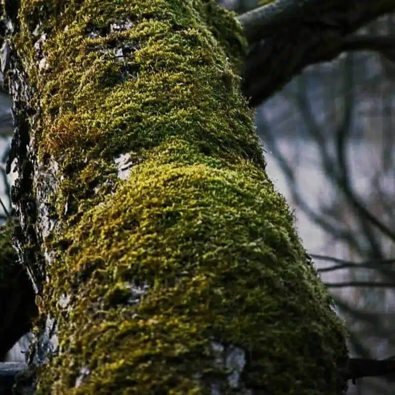 Moss1 e1742435073891 Moss1 e1742435073891