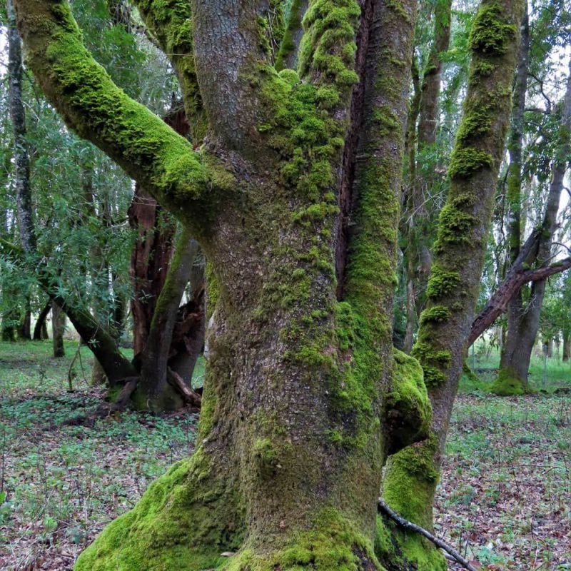 Moss13 e1742435000876 12 Moss13 e1742435000876