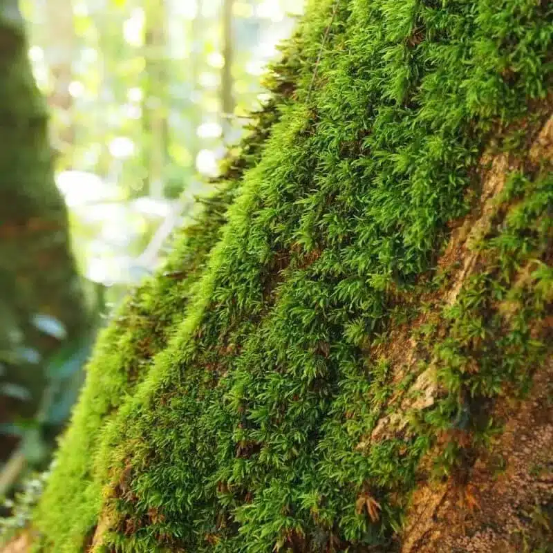 Moss15 e1742434992976 Moss15 e1742434992976