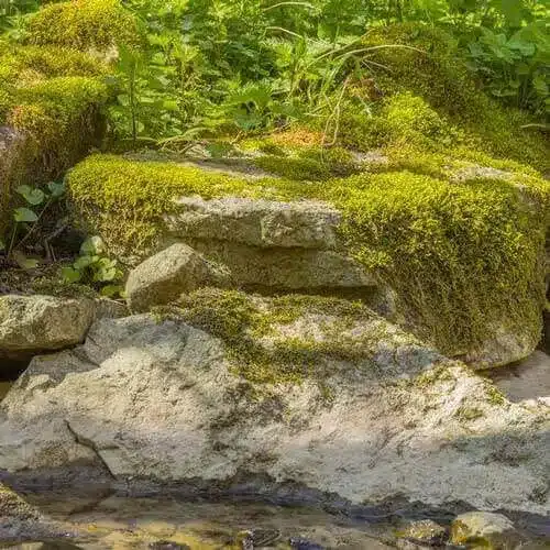 Moss2 Moss2