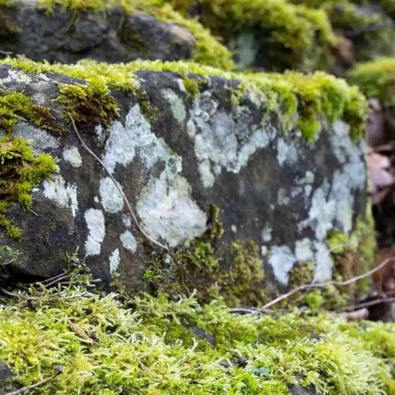 Moss3 e1742435066459 Moss3 e1742435066459