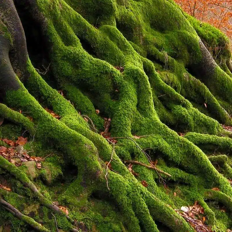 Moss4 Moss4