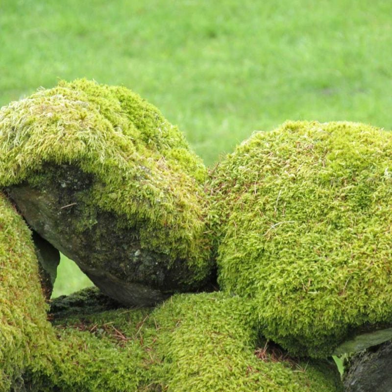 Moss5 e1742435058573 6 Moss5 e1742435058573