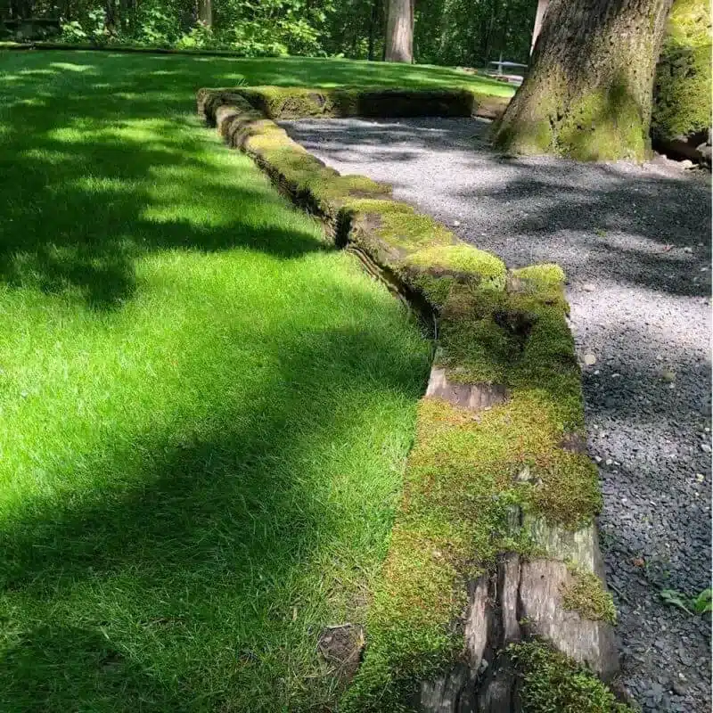 Moss6 e1742435050313 Moss6 e1742435050313