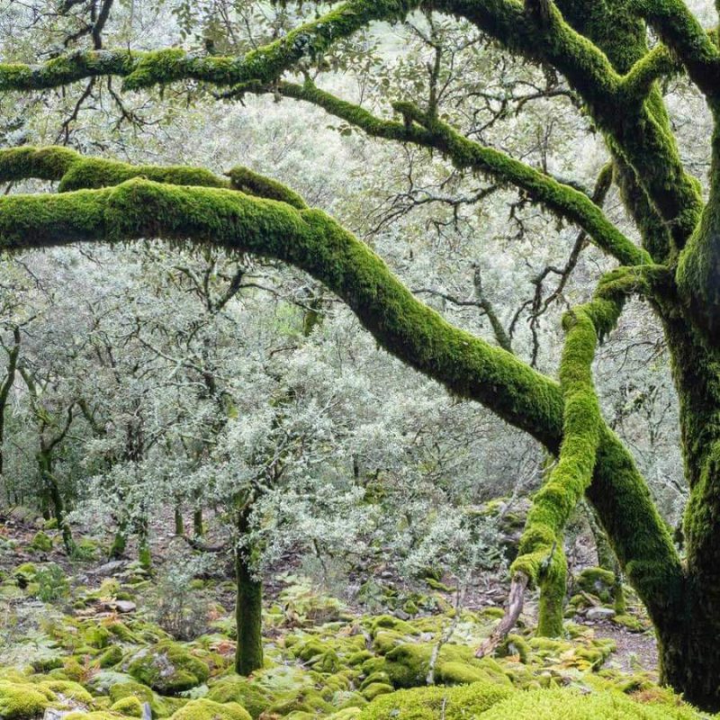 Moss7 e1742435044433 8 Moss7 e1742435044433