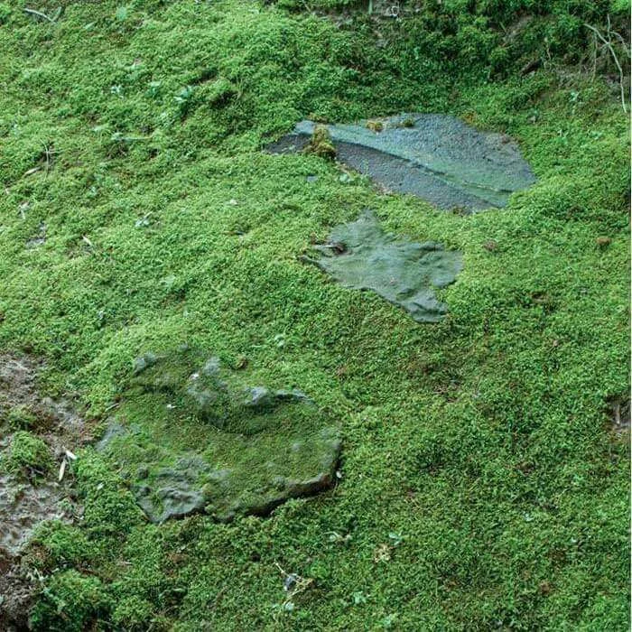 Will Glyphosate Kill Moss? The Truth About Moss Control