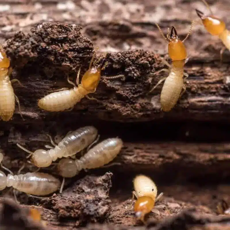 termites1 e1742434941149 termites1 e1742434941149