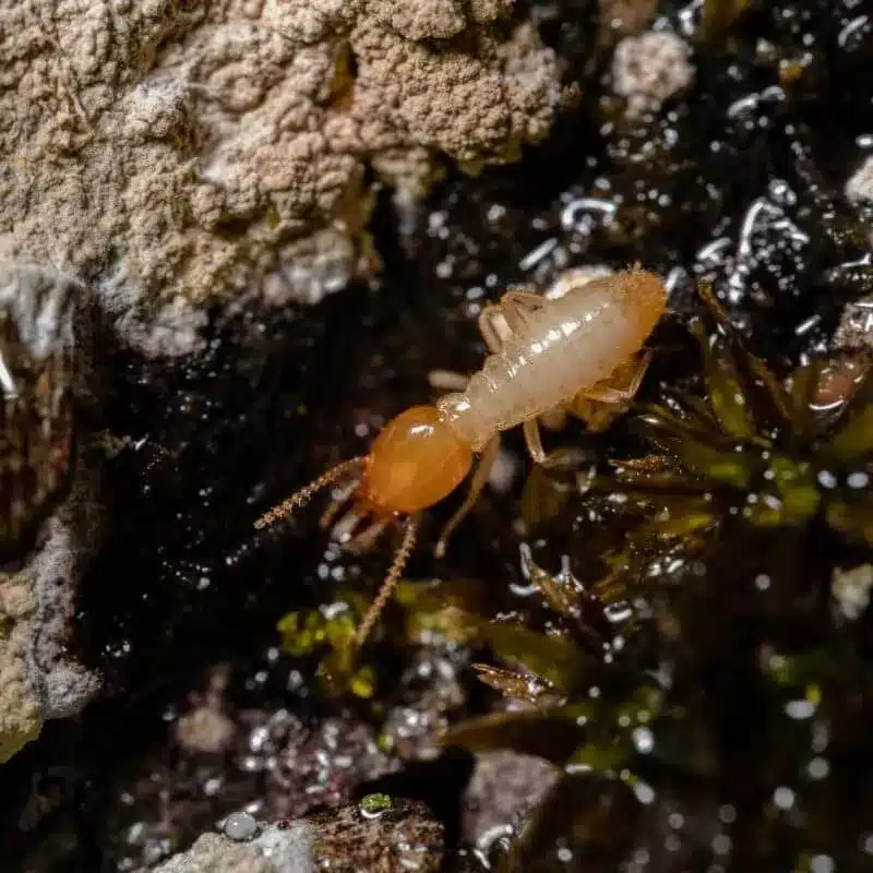 termites2 e1742434896704 termites2 e1742434896704