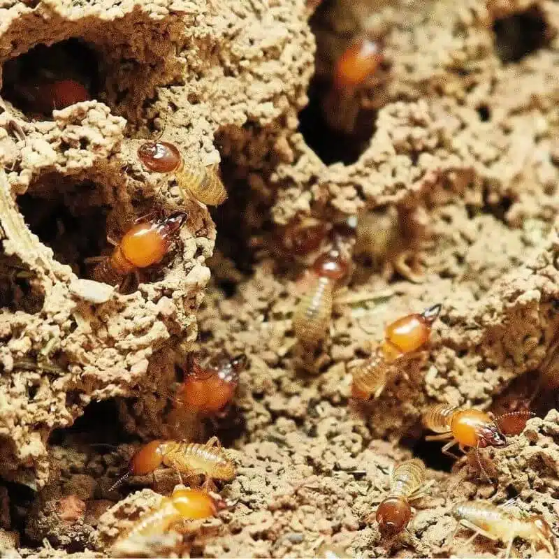 termites3 e1742434888729 termites3 e1742434888729