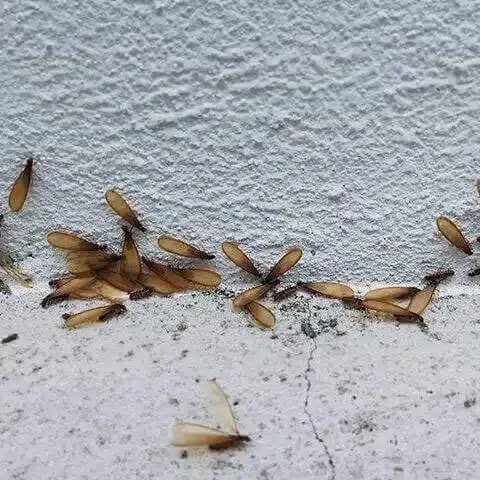 termites4 termites4