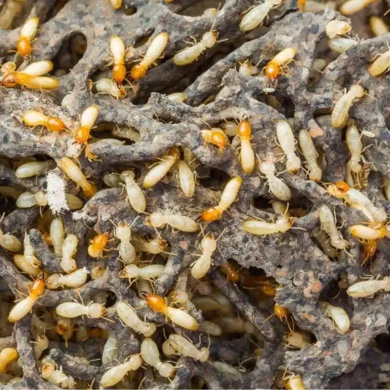termites5 e1742434879437 termites5 e1742434879437