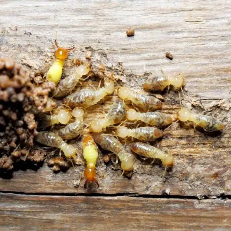 termites7 e1742434871395 termites7 e1742434871395