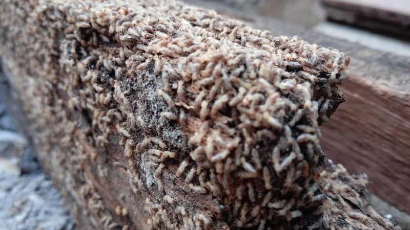 Does Bifenthrin Kill Termites?