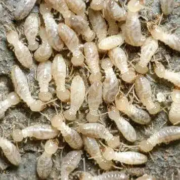 termites9 termites9