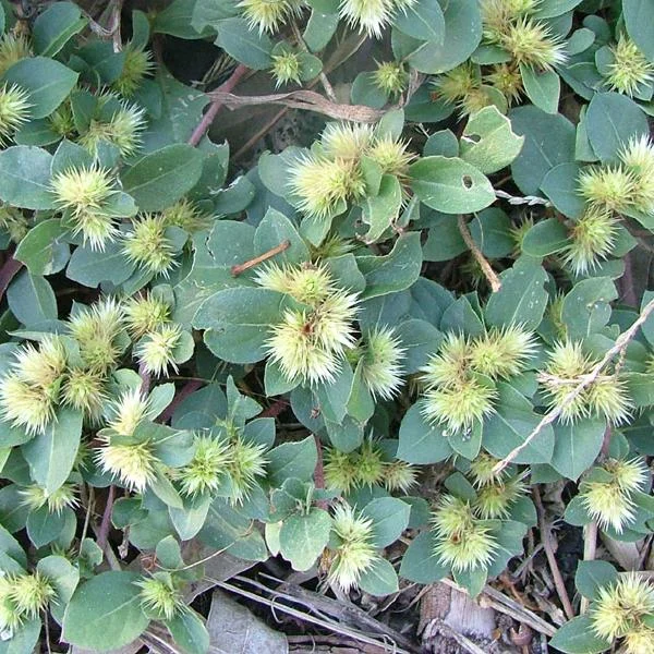 Burr Weeds: Identification, Prevention, and Control