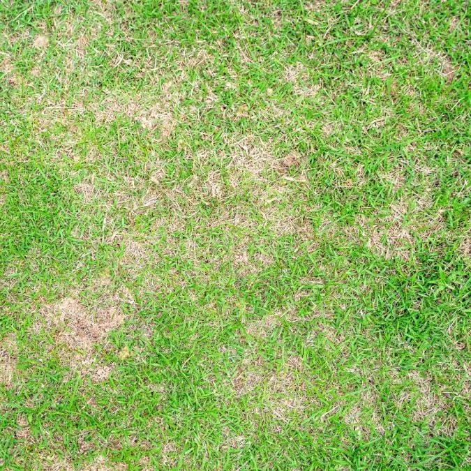 Common Lawn Diseases and How to Treat Them