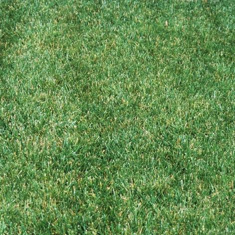 Fétuque élevée Festuca arundinacea2 3 Fétuque élevée Festuca arundinacea2