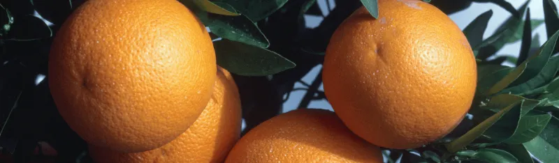 Citrus