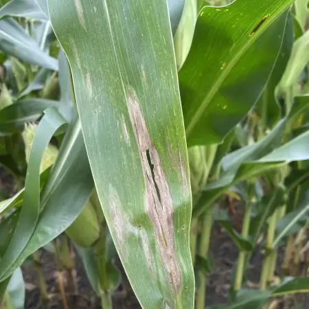 Corn Field Diseases and Fungicide