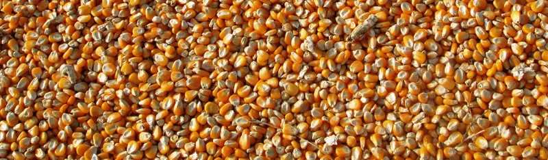 Corn