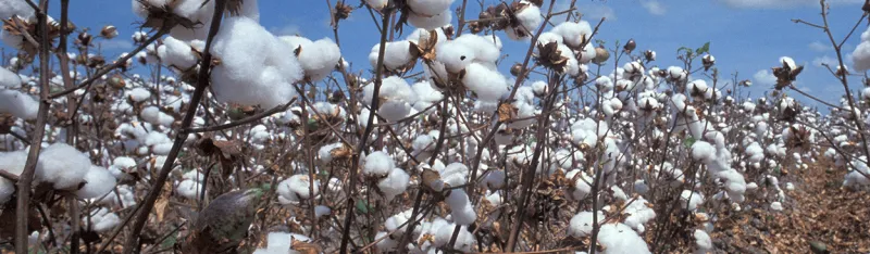 Cotton