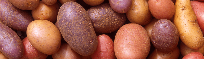 Potato