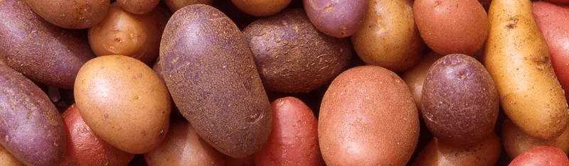 Potato