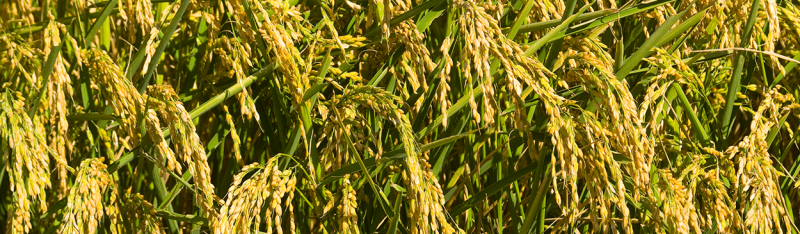 Rice