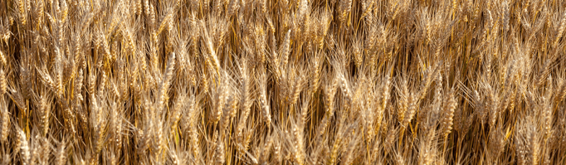 Wheat