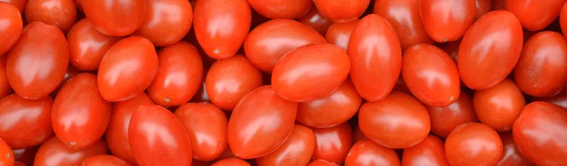Tomato