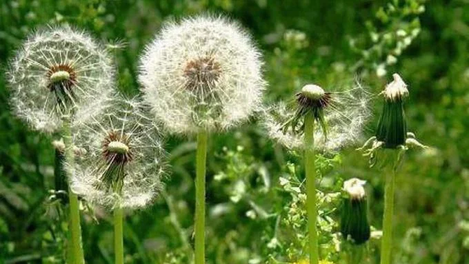 Dandelion Control Strategies for Turf, Landscapes, and Crop Fields