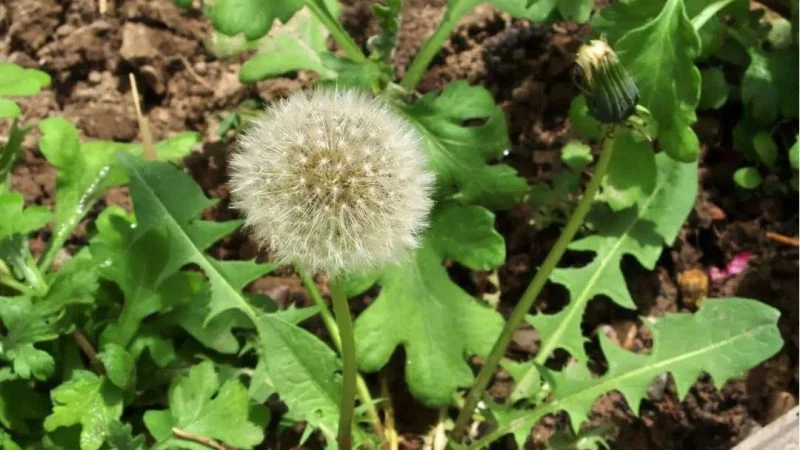 What are Perennial Weeds? | Identification & Control Guide