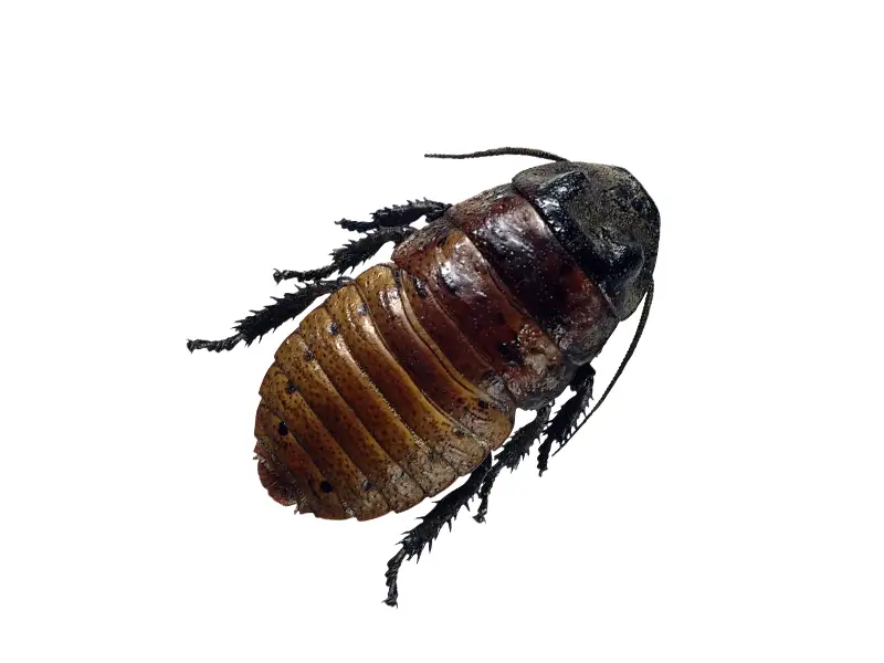 Comprehensive Guide to Carpet Beetle Management