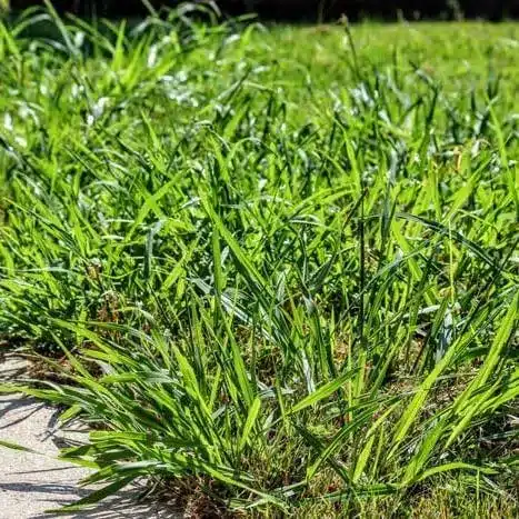 Crabgrass2