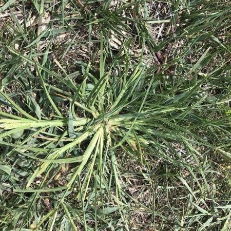 Lawn Crabgrass Control: Quinclorac Selective Herbicide
