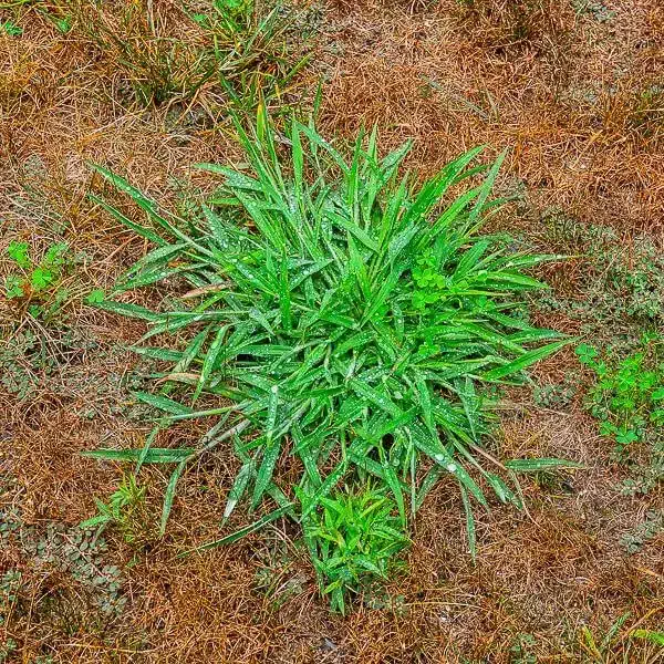 Crabgrass4