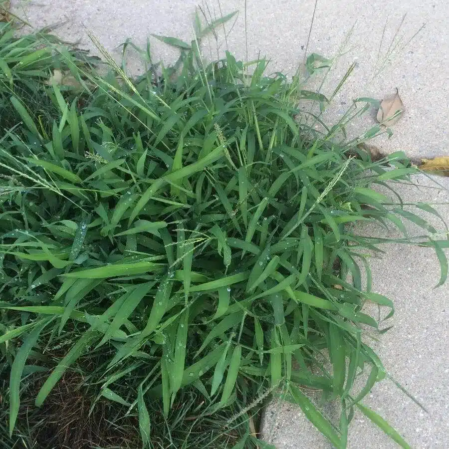 Crabgrass6