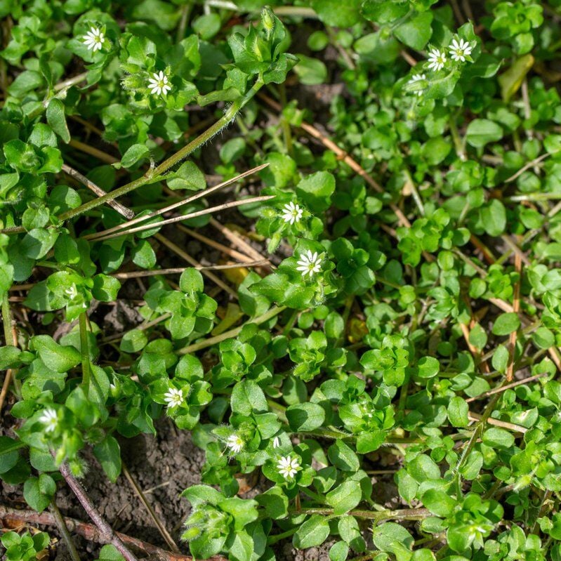 Common-Purslane-(Portulaca-oleracea)