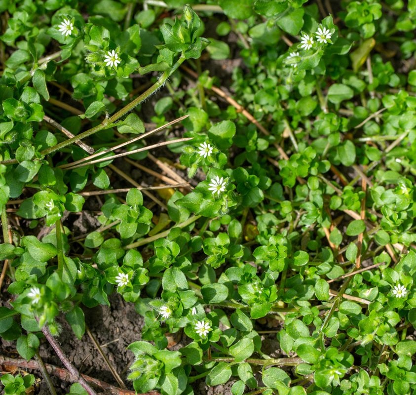 Common-Purslane-(Portulaca-oleracea)