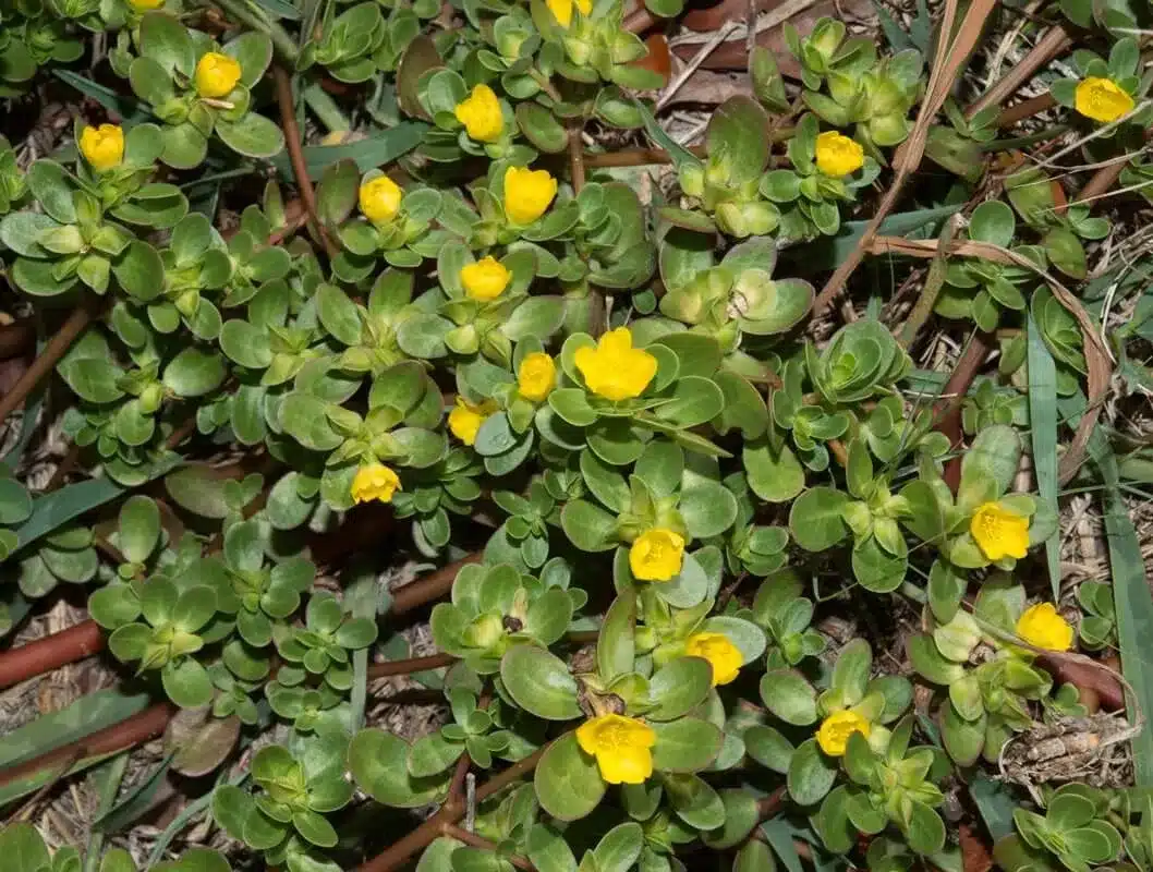 Common-Purslane-(Portulaca-oleracea)2 Common Purslane Portulaca oleracea2