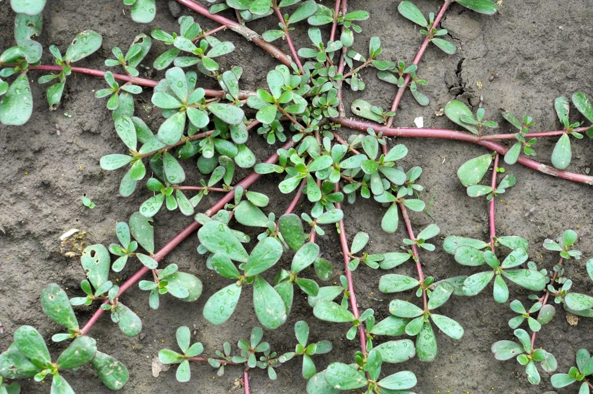Common Purslane (Portulaca oleracea) Control Strategies