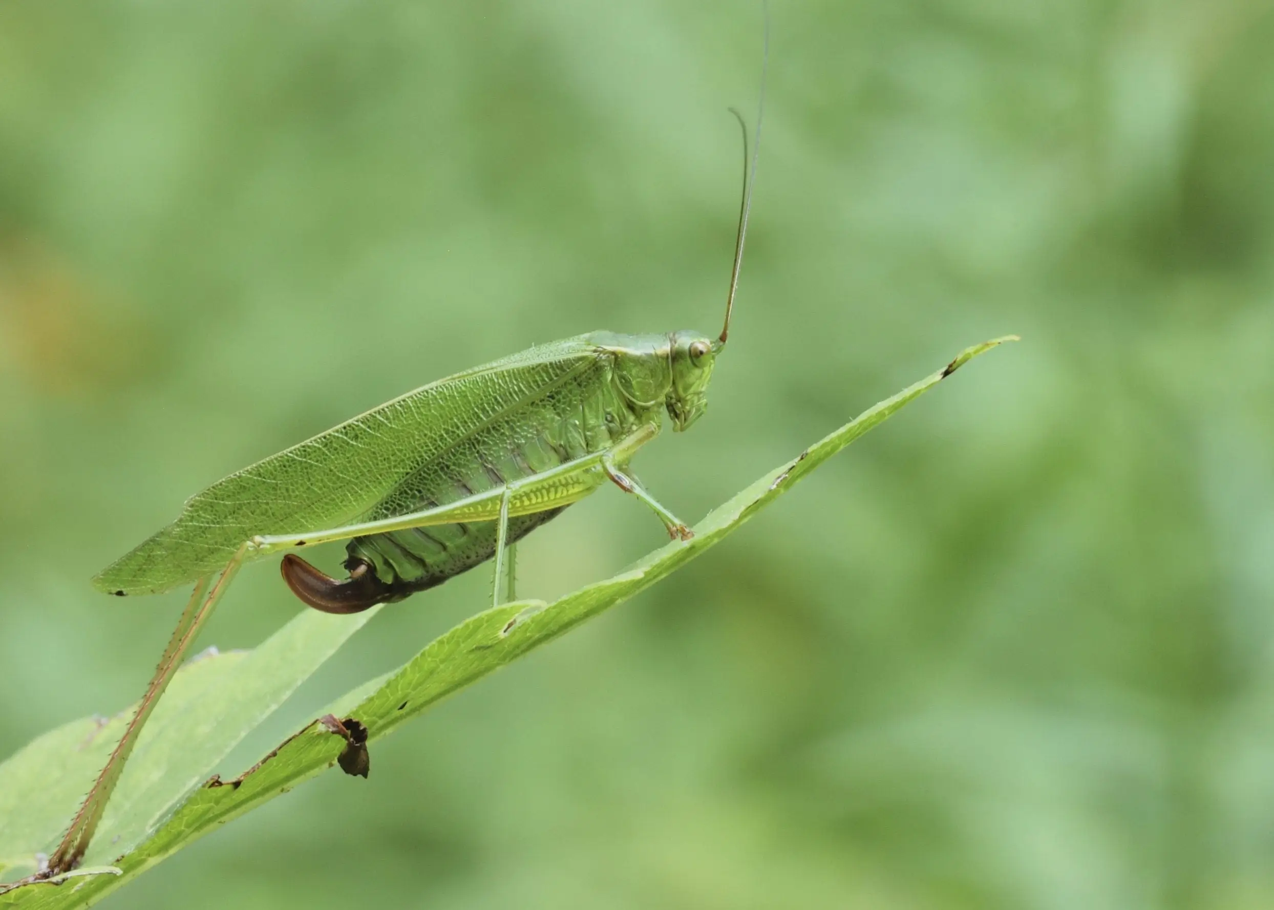 Katydids in Gardens and Orchards