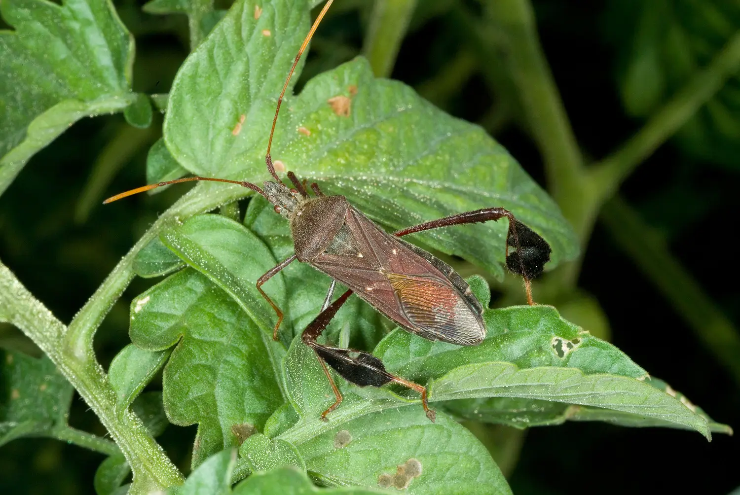 Leaffooted Bug Control: Insecticide Solutions for Orchard and Field Protection