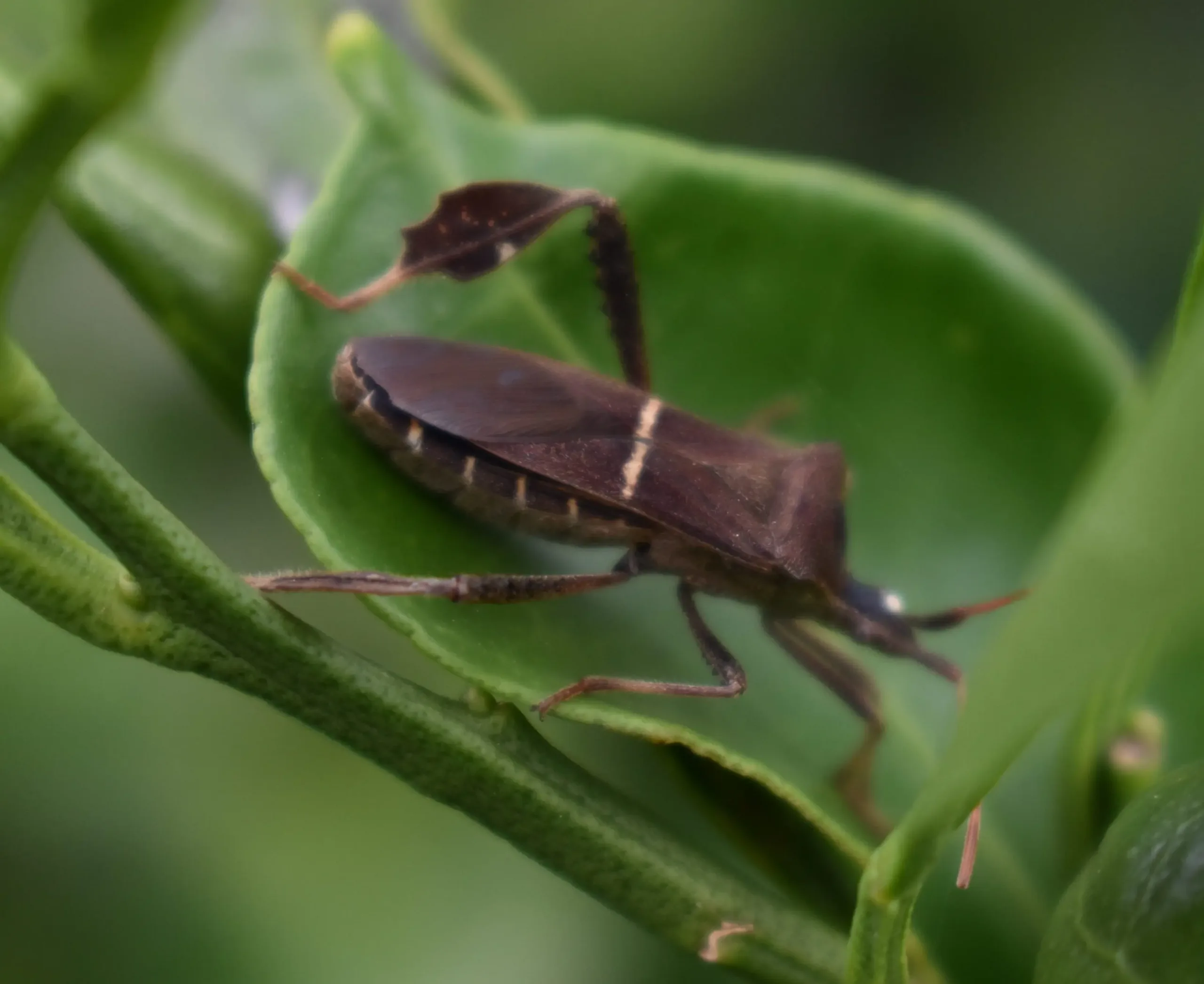 Leaffooted