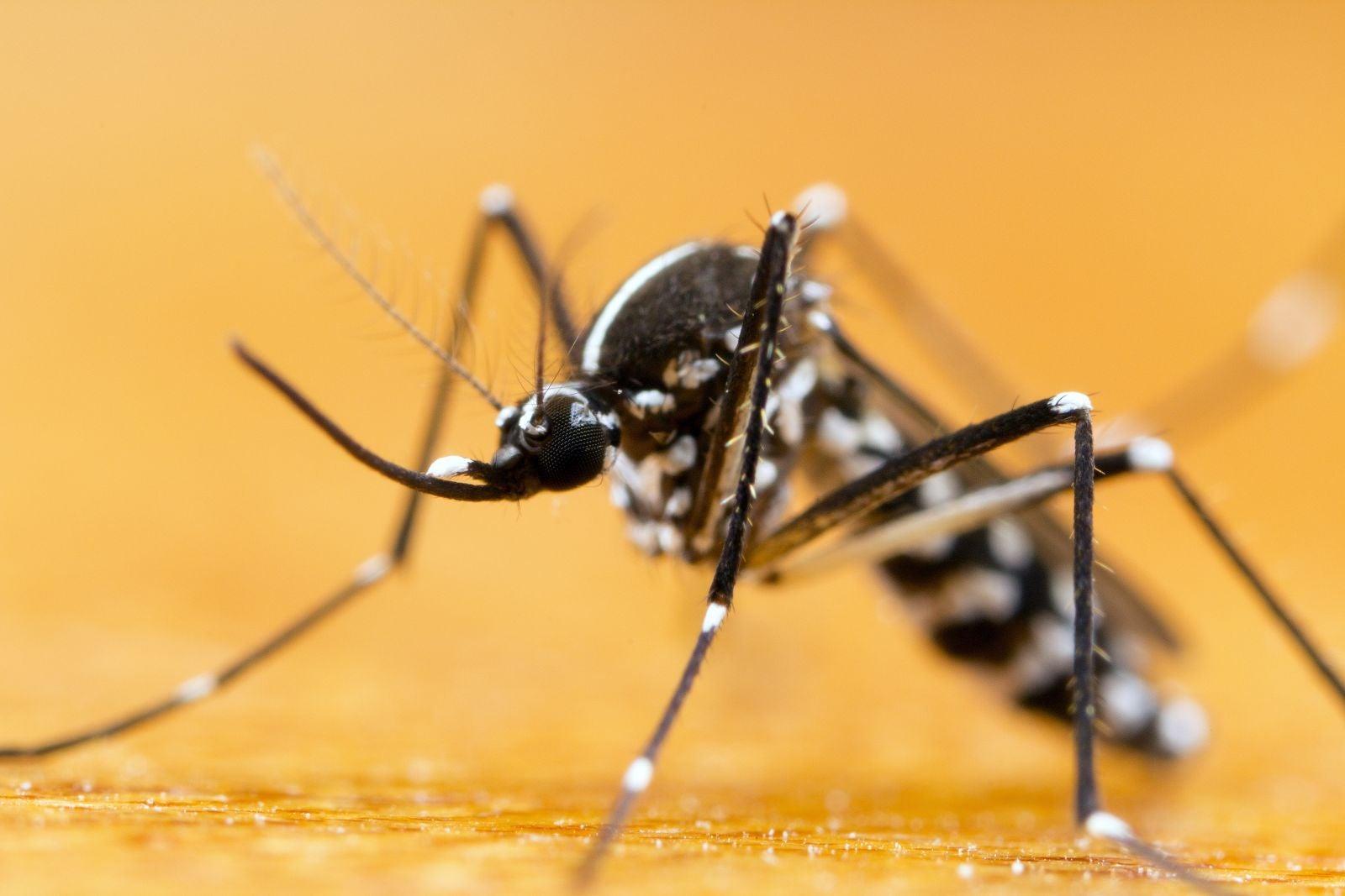 How to Control Mosquitoes in Lawns, Farms & Outdoor Spaces