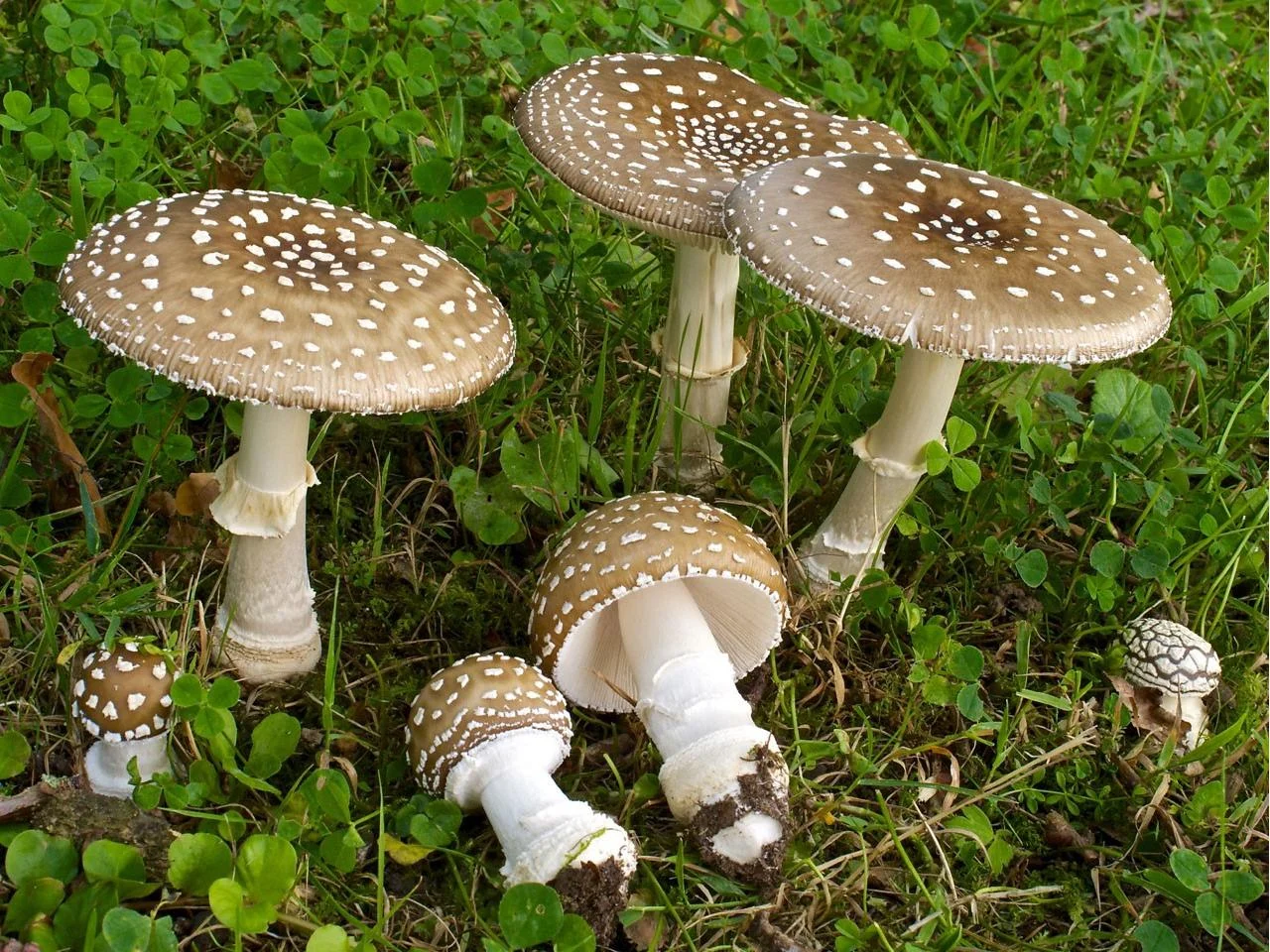 Why Are Mushrooms Growing in Your Lawn or Garden?