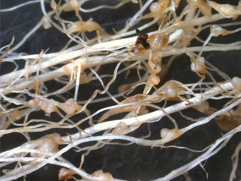 7 Nematode Control Strategies in Gardens and Landscapes