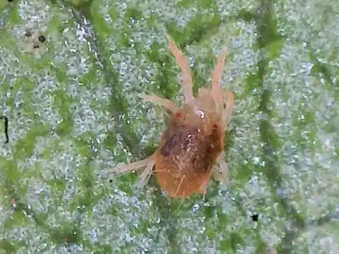 Spider Mite Management Professional Solutions